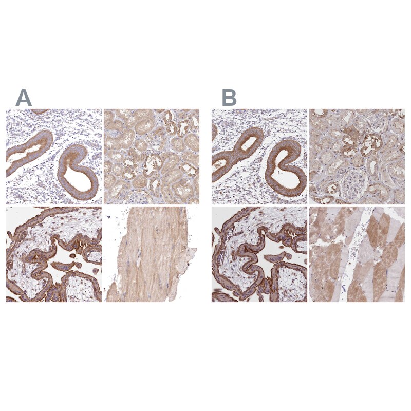 FCHO2 Antibody Immunohistochemistry-Paraffin: FCHO2 Antibody Antibody [NBP1-90904]