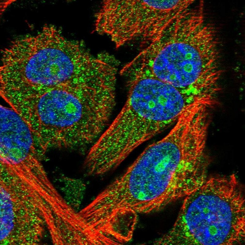 FEZ2 Antibody - BSA Free Immunocytochemistry/ Immunofluorescence: FEZ2 Antibody [NBP1-90909]