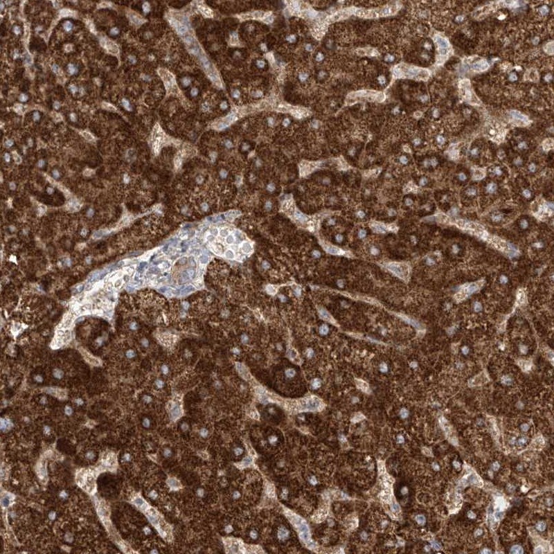 ProSAPiP1 Antibody - BSA Free Immunohistochemistry: ProSAPiP1 Antibody - BSA Free [NBP1-90918]