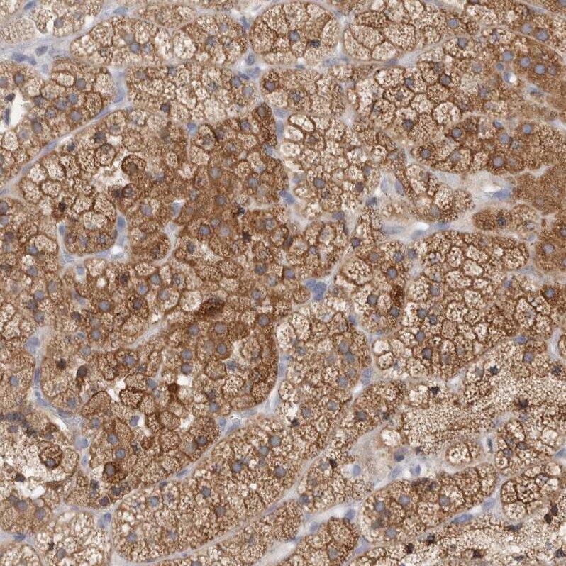 SYTL5 Antibody - BSA Free Immunohistochemistry: SYTL5 Antibody - BSA Free [NBP1-90926]