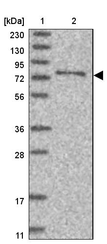 SYTL5 Antibody - BSA Free Western Blot: SYTL5 Antibody - BSA Free [NBP1-90926]