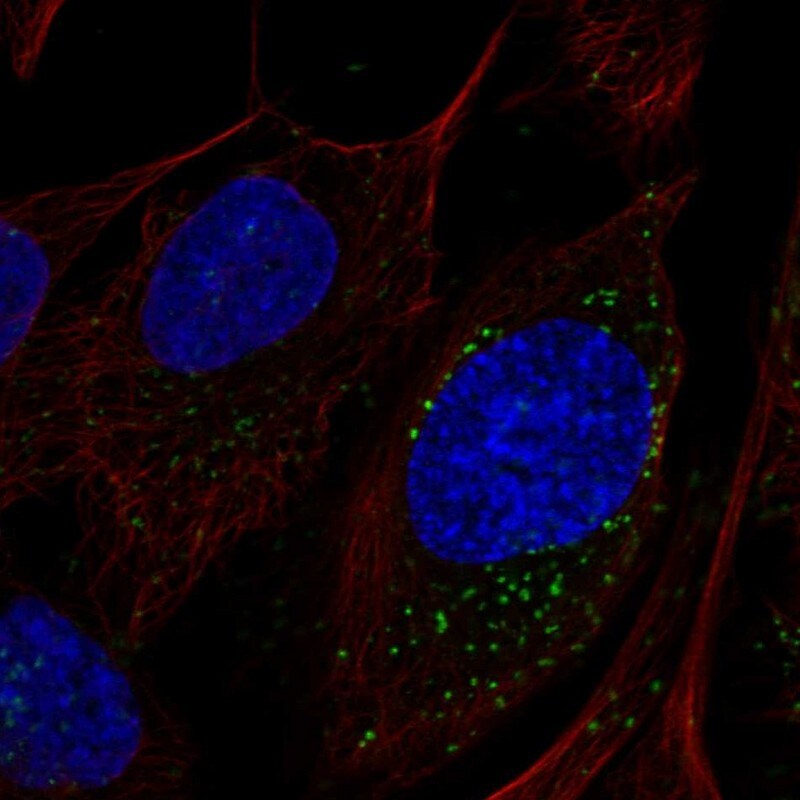 LAMTOR4 Antibody - BSA Free Immunocytochemistry/ Immunofluorescence: LAMTOR4 Antibody [NBP1-90936]