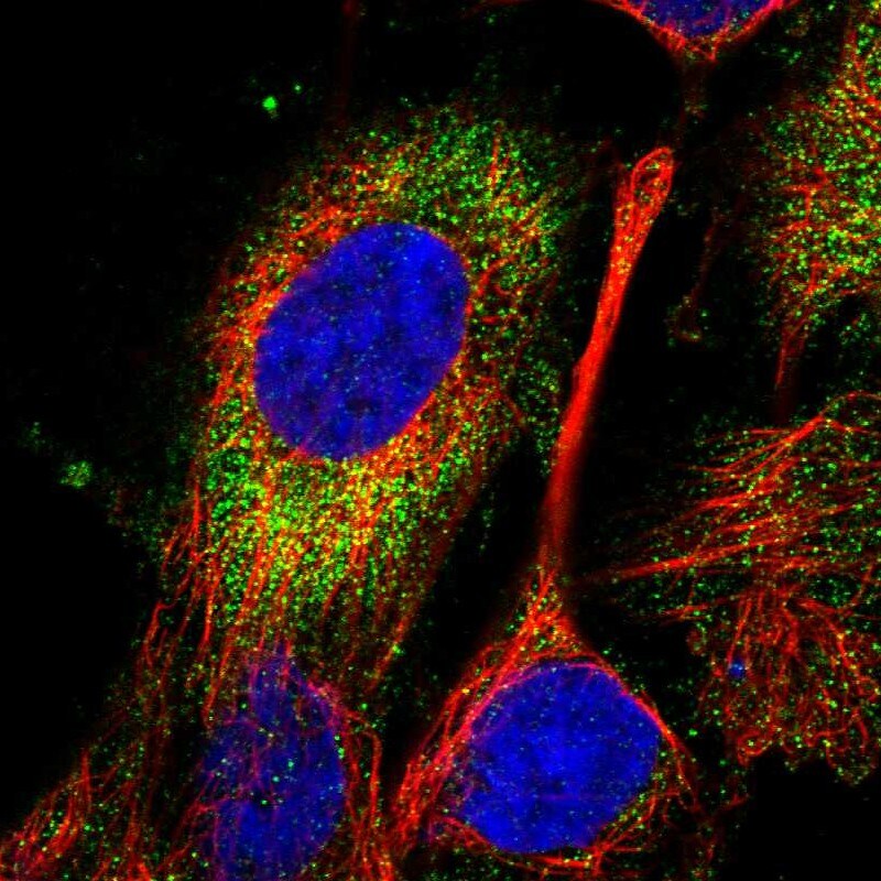 SPATC1L Antibody - BSA Free Immunocytochemistry/ Immunofluorescence: SPATC1L Antibody - BSA Free [NBP1-90940]