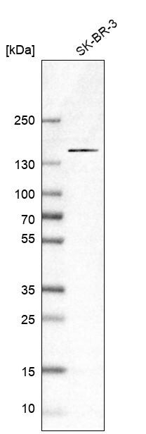 KIAA0355 Antibody - BSA Free Western Blot: KIAA0355 Antibody - BSA Free [NBP1-90943]