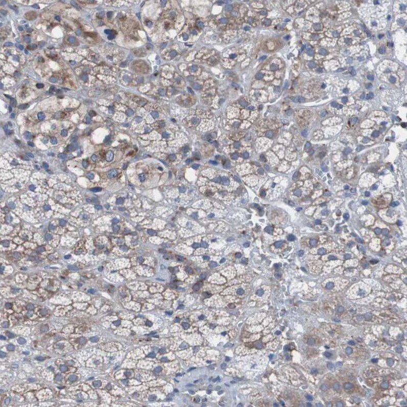 KIAA1024 Antibody - BSA Free Immunohistochemistry: KIAA1024 Antibody - BSA Free [NBP1-90947]