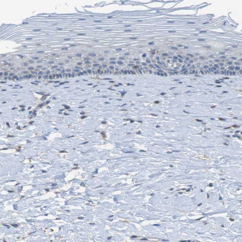 KIAA1024 Antibody - BSA Free Immunohistochemistry: KIAA1024 Antibody - BSA Free [NBP1-90947]