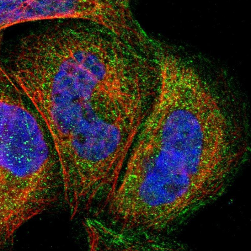 MLK4 Antibody - BSA Free Immunocytochemistry/ Immunofluorescence: MLK4 Antibody - BSA Free [NBP1-90950]