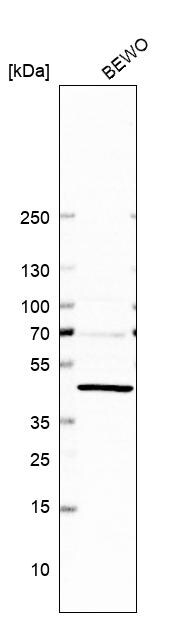 ERICH1 Antibody - BSA Free Western Blot: ERICH1 Antibody - BSA Free [NBP1-90952]