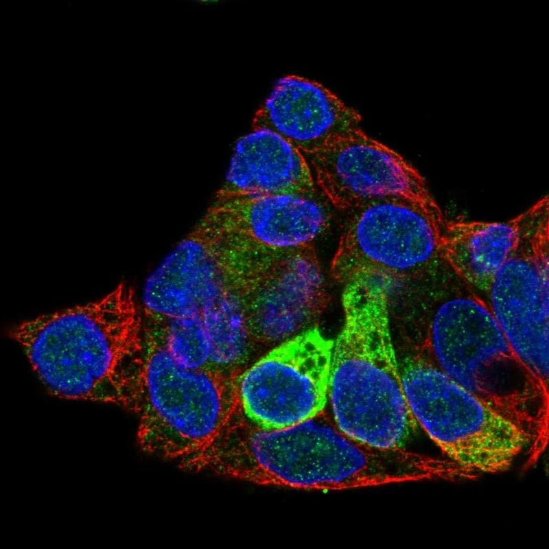 Fibrinogen beta chain Antibody - BSA Free Immunocytochemistry/ Immunofluorescence: Fibrinogen beta chain Antibody [NBP1-90956]