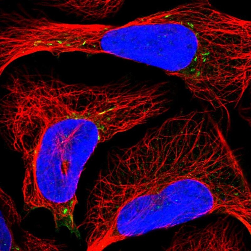 RAB12 Antibody - BSA Free Immunocytochemistry/ Immunofluorescence: RAB12 Antibody [NBP1-90976]