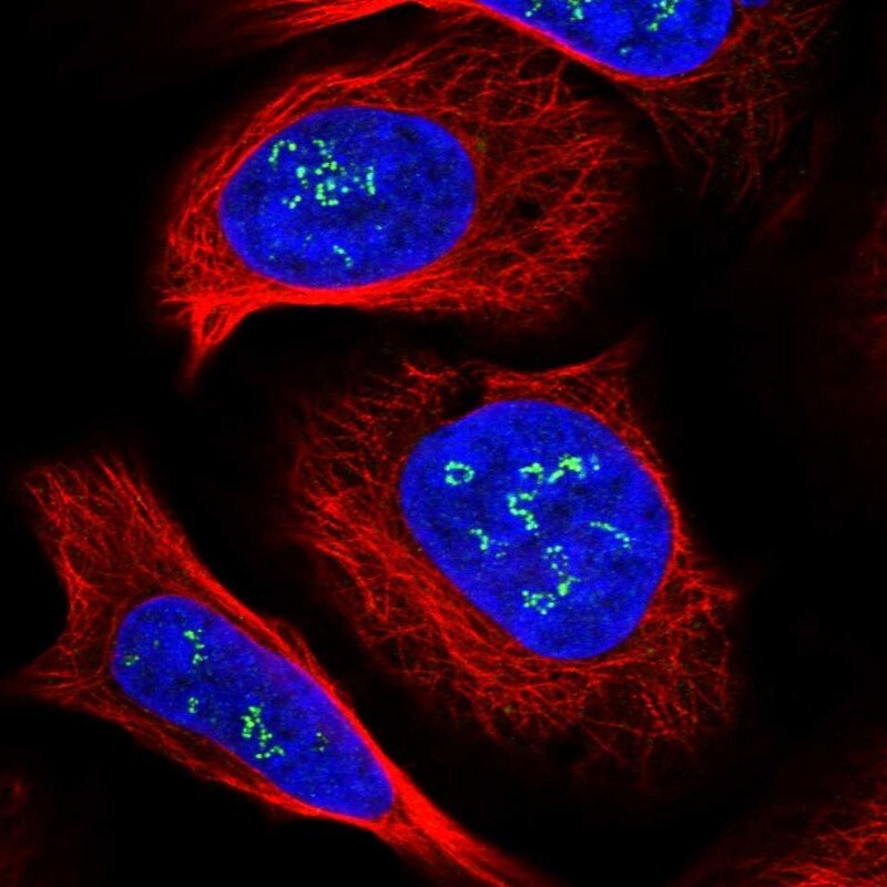 DMXL1 Antibody - BSA Free Immunocytochemistry/ Immunofluorescence: DMXL1 Antibody [NBP1-90998]