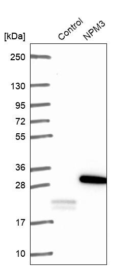 Nucleoplasmin-3 Antibody - BSA Free Western Blot: Nucleoplasmin-3 Antibody - BSA Free [NBP1-90999]