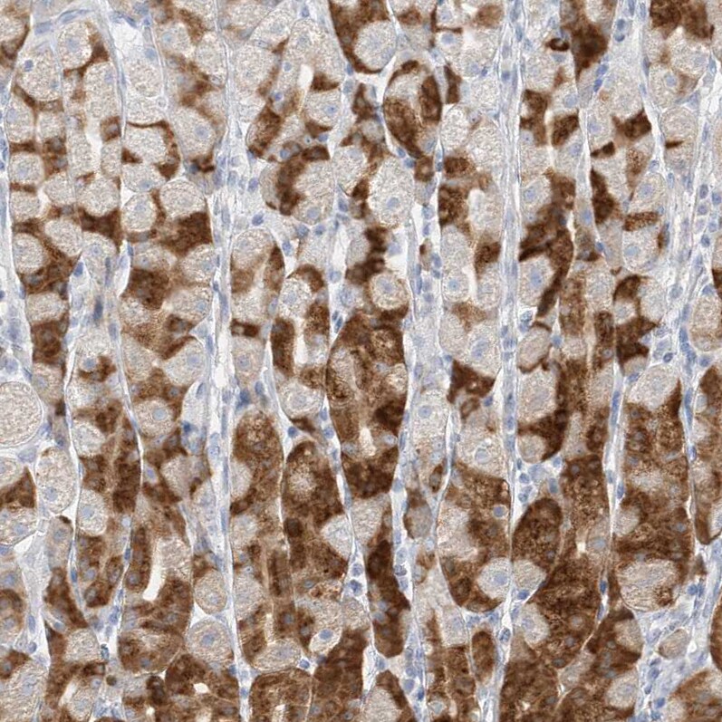Pepsinogen C/PGC/Progastricsin Antibody - BSA Free Immunohistochemistry-Paraffin: Pepsinogen C/PGC/Progastricsin Antibody [NBP1-91011]