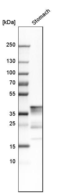 Pepsinogen C/PGC/Progastricsin Antibody - BSA Free Western Blot: Pepsinogen C/PGC/Progastricsin Antibody - BSA Free [NBP1-91011]
