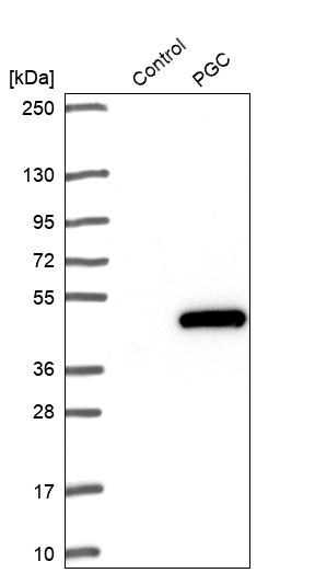 Pepsinogen C/PGC/Progastricsin Antibody - BSA Free Western Blot: Pepsinogen C/PGC/Progastricsin Antibody - BSA Free [NBP1-91011]