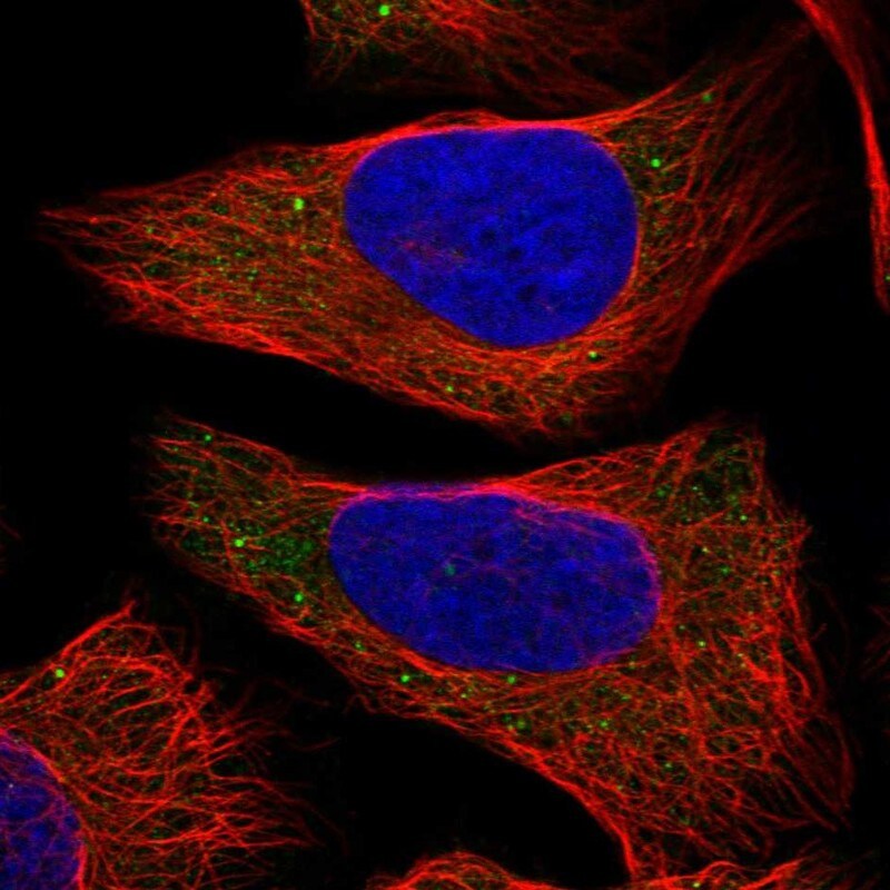 COL22A1 Antibody - BSA Free Immunocytochemistry/ Immunofluorescence: COL22A1 Antibody - BSA Free [NBP1-91056]