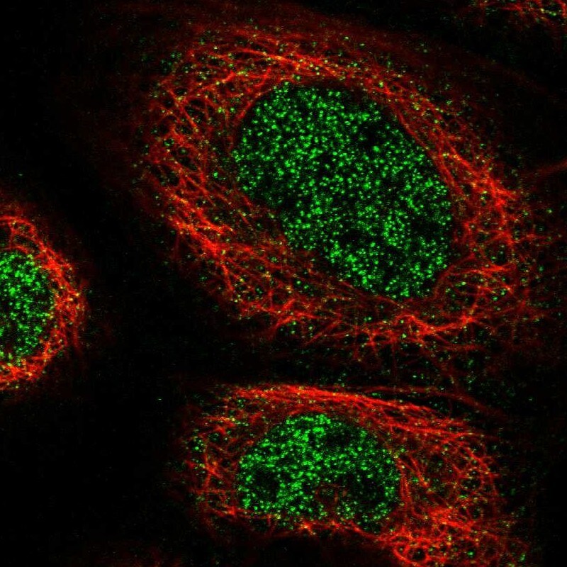 ZNF251 Antibody - BSA Free Immunocytochemistry/ Immunofluorescence: ZNF251 Antibody - BSA Free [NBP1-91084]
