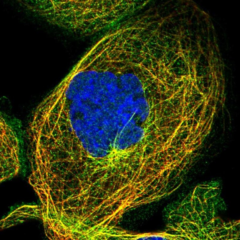 KIAA1671 Antibody - BSA Free Immunocytochemistry/ Immunofluorescence: KIAA1671 Antibody [NBP1-91085]