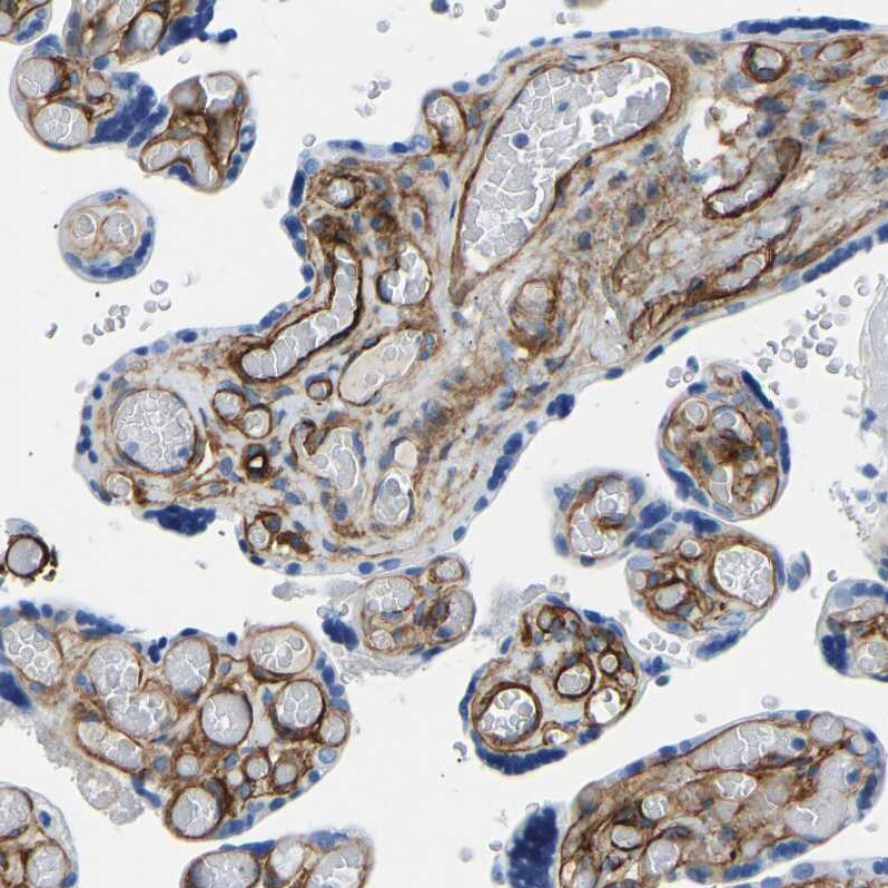 COL15A1 Antibody - BSA Free Immunohistochemistry-Paraffin: COL15A1 Antibody [NBP1-91087]