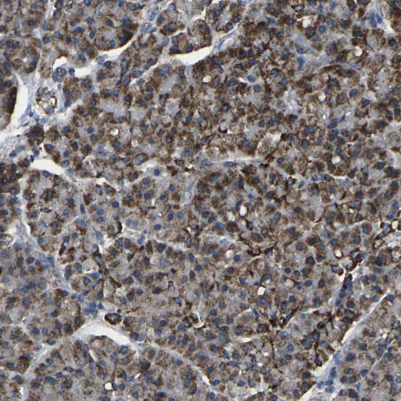 TMEM120B Antibody - BSA Free Immunohistochemistry: TMEM120B Antibody - BSA Free [NBP1-91101]