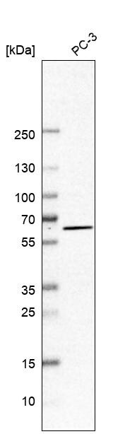 KLHL5 Antibody - BSA Free Western Blot: KLHL5 Antibody - BSA Free [NBP1-91102]