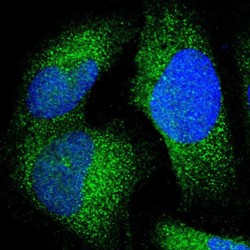JMJD7 Antibody - BSA Free Immunocytochemistry/ Immunofluorescence: JMJD7 Antibody [NBP1-91110]