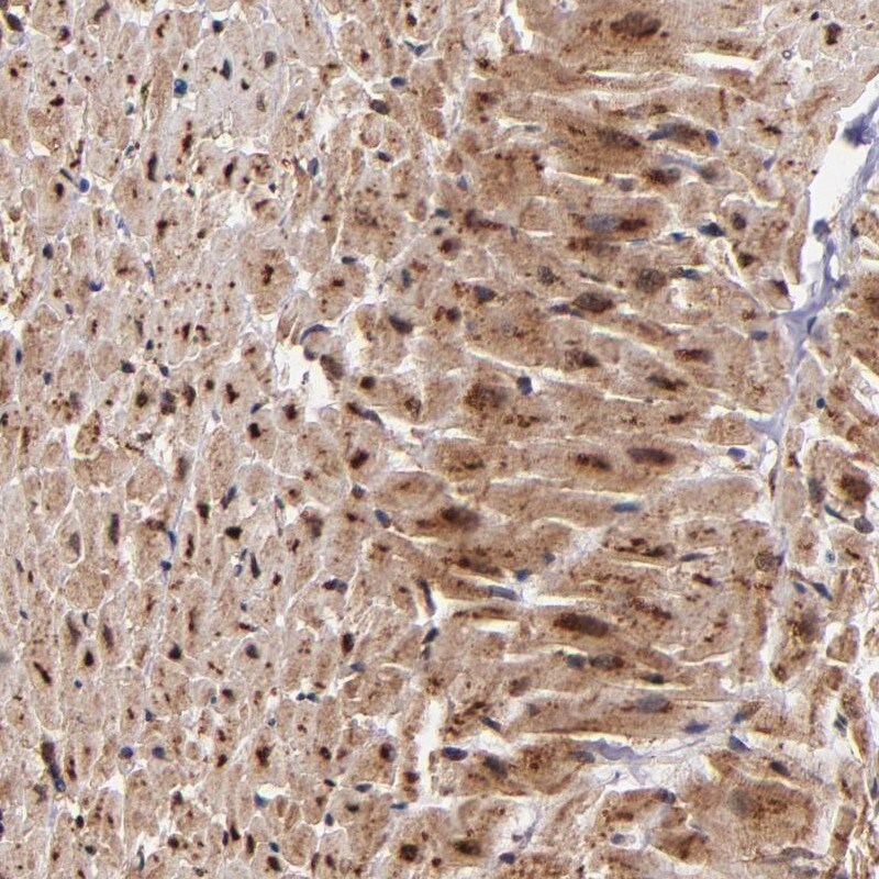 Syntaxin 8 Antibody - BSA Free Immunohistochemistry: Syntaxin 8 Antibody - BSA Free [NBP1-91152]