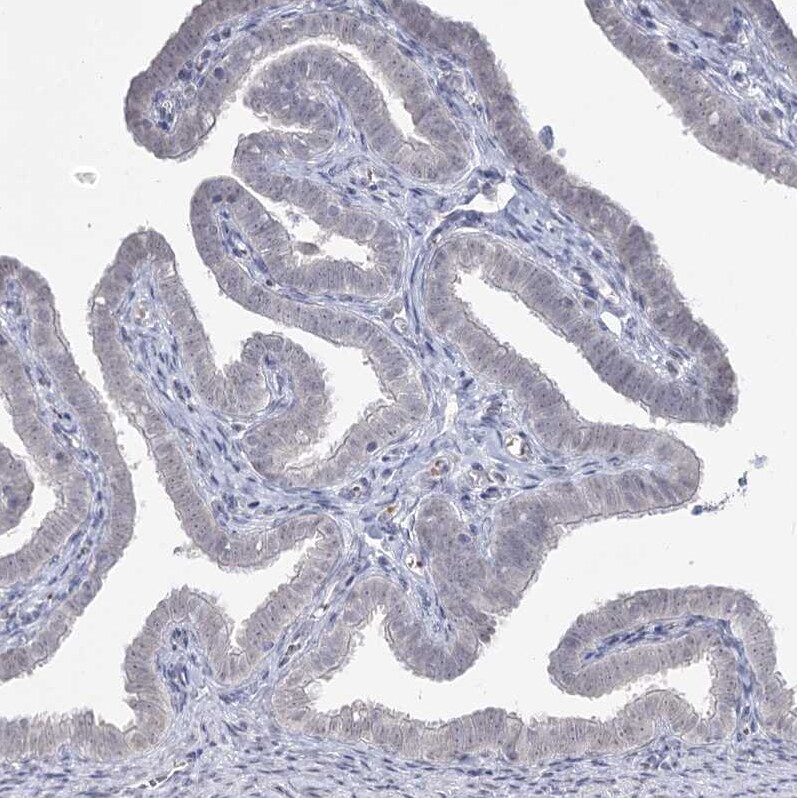 Ly-6G5C Antibody - BSA Free Immunohistochemistry-Paraffin: Ly-6G5C Antibody [NBP1-91160]
