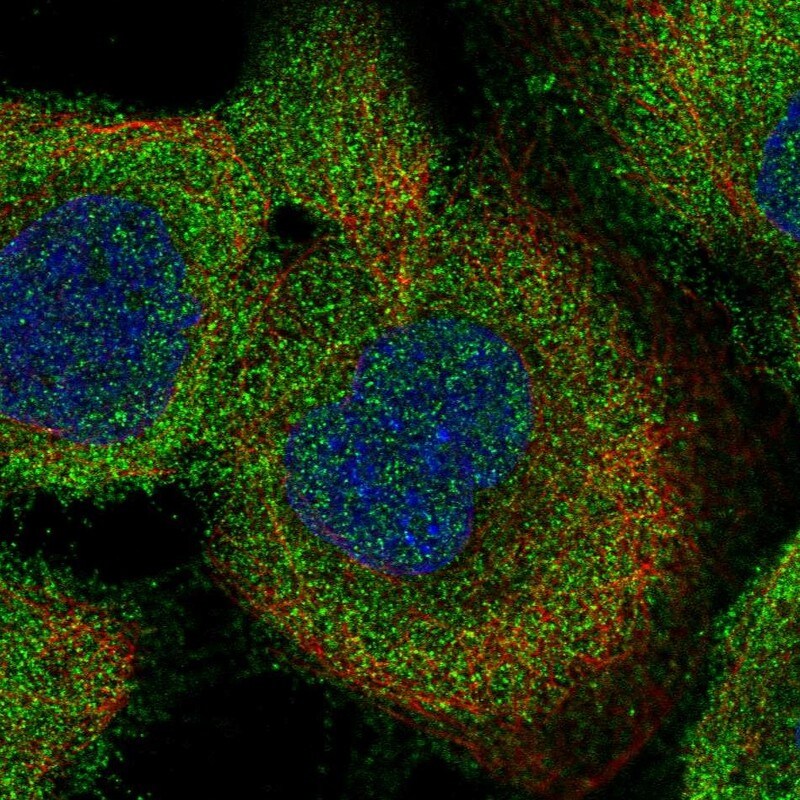 LRRC16A Antibody - BSA Free Immunocytochemistry/ Immunofluorescence: LRRC16A Antibody - BSA Free [NBP1-91222]