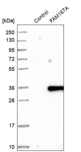 FAM167A Antibody - BSA Free Western Blot: FAM167A Antibody - BSA Free [NBP1-91237]