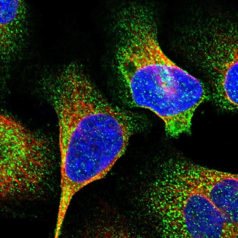 SAMD9L Antibody - BSA Free Immunocytochemistry/ Immunofluorescence: SAMD9L Antibody [NBP1-91242]