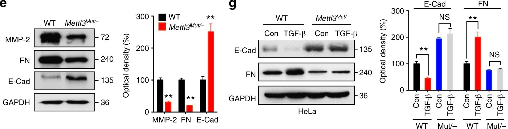 Fibronectin Antibody - BSA Free