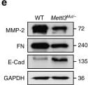 Fibronectin Antibody - BSA Free