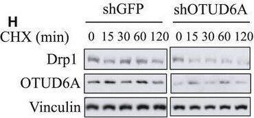 OTUD6A Antibody