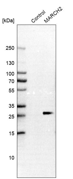 MARCH2 Antibody Western Blot: MARCH2 Antibody [MARCH2 Antibody]