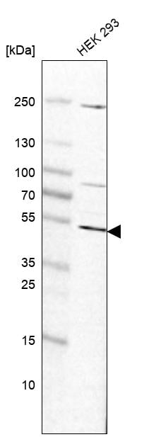 ADPGK Antibody - BSA Free Western Blot: ADPGK Antibody - BSA Free [NBP1-91653]