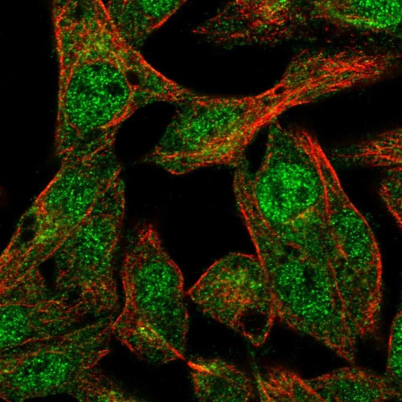 ANKS4B Antibody - BSA Free Immunocytochemistry/ Immunofluorescence: ANKS4B Antibody - BSA Free [NBP1-91672]