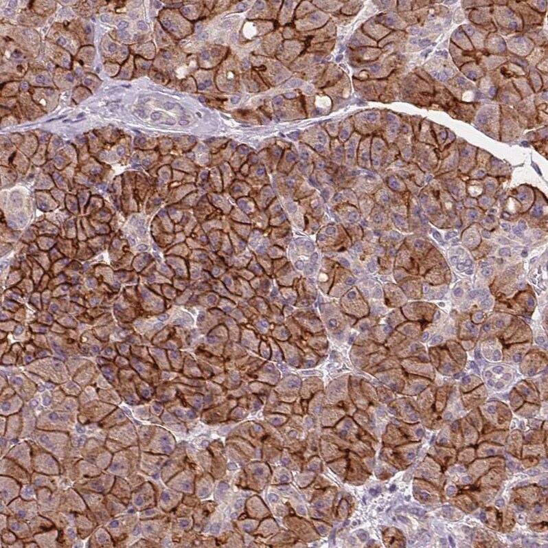 Aquaporin-8 Antibody - BSA Free Immunohistochemistry: Aquaporin-8 Antibody - BSA Free [NBP1-91676]