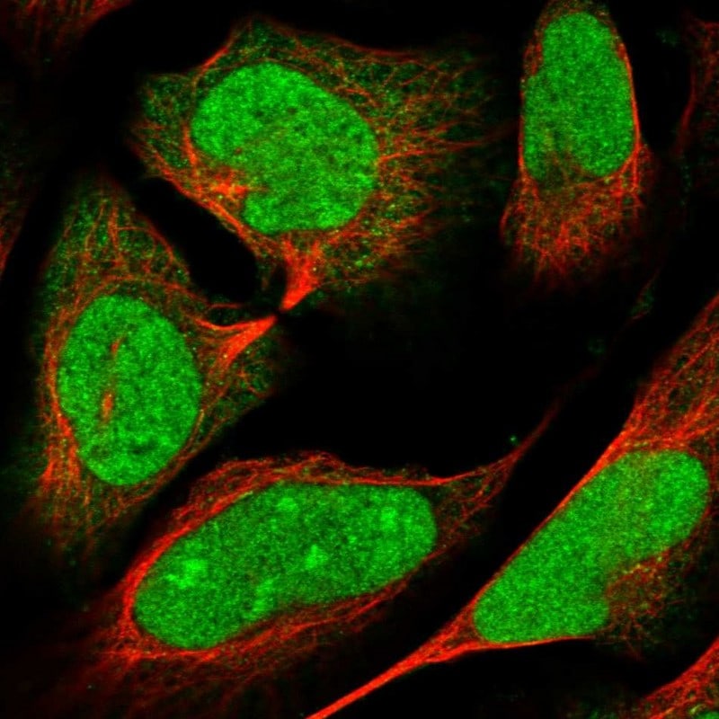 ARL2 Antibody - BSA Free Immunocytochemistry/ Immunofluorescence: ARL2 Antibody - BSA Free [NBP1-91680]