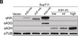 ARP10 Antibody