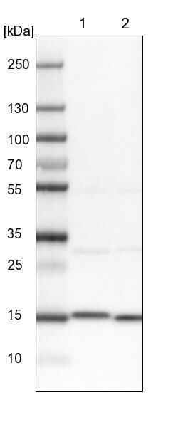 Aspartyl Aminopeptidase Antibody - BSA Free Western Blot: Aspartyl Aminopeptidase Antibody - BSA Free [NBP1-91685]