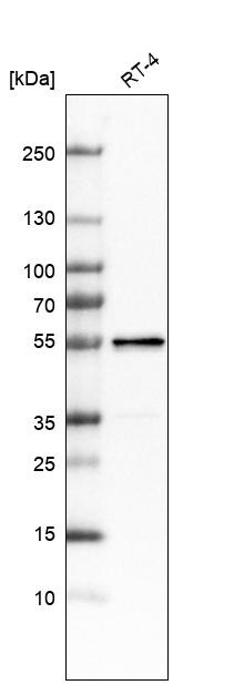 LACTB Antibody - BSA Free Western Blot: LACTB Antibody - BSA Free [NBP1-91701]