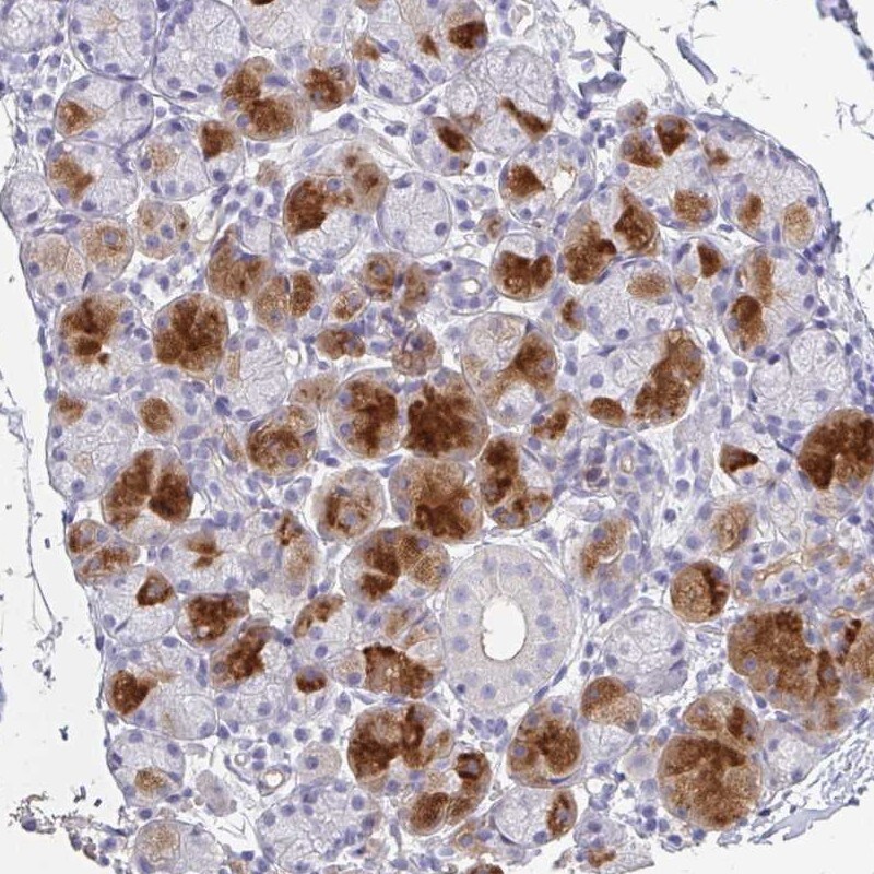 PSP/BPIFA2 Antibody - BSA Free Immunohistochemistry: PSP/BPIFA2 Antibody - BSA Free [NBP1-91704]