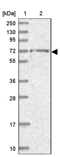 BRAP Antibody - BSA Free Western Blot: BRAP Antibody - BSA Free [NBP1-91705]
