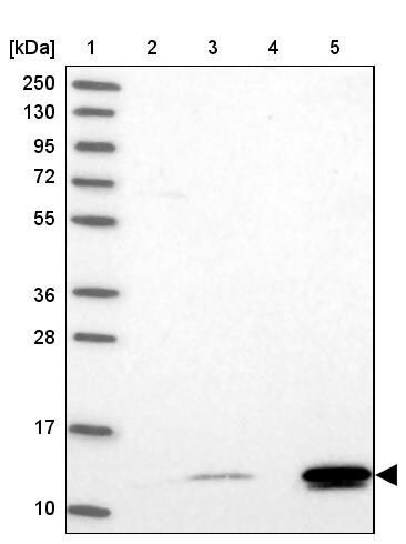 BRP44L Antibody - BSA Free Western Blot: BRP44L Antibody - BSA Free [NBP1-91706]