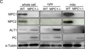 BRP44L Antibody