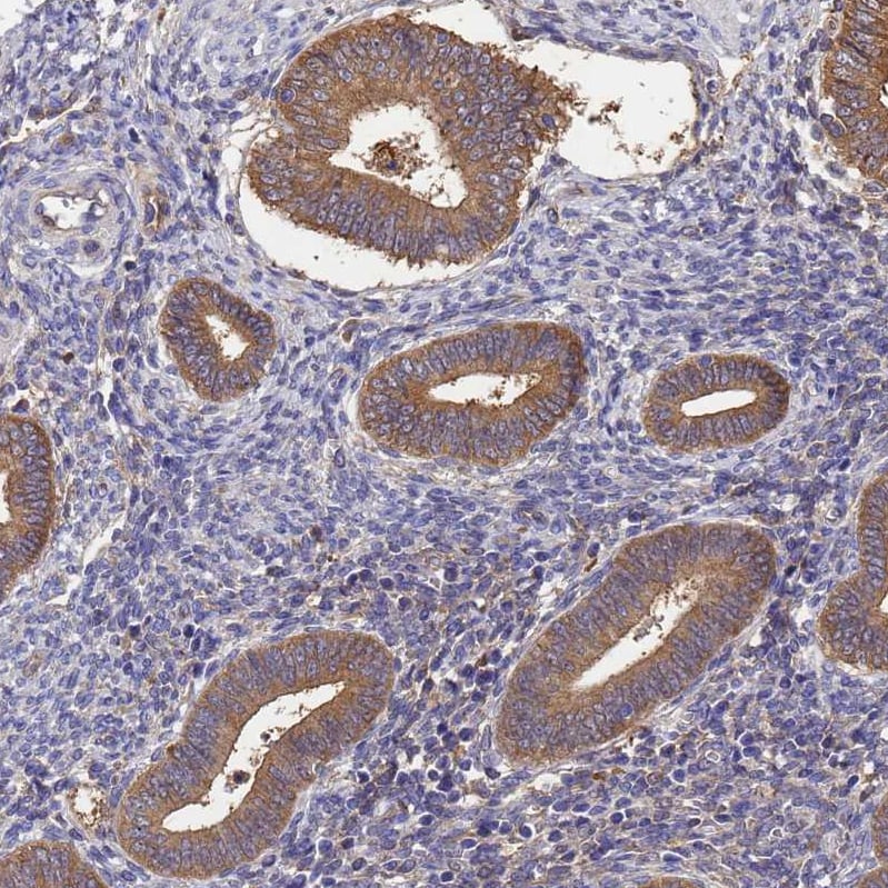 GID4 Antibody - BSA Free Immunohistochemistry: GID4 Antibody - BSA Free [NBP1-91717]