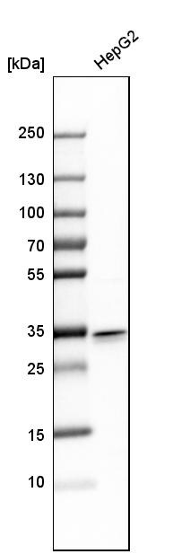 MGME1 Antibody - BSA Free Western Blot: MGME1 Antibody - BSA Free [NBP1-91726]