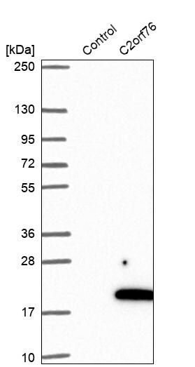 C2orf76 Antibody - BSA Free Western Blot: C2orf76 Antibody - BSA Free [NBP1-91732]