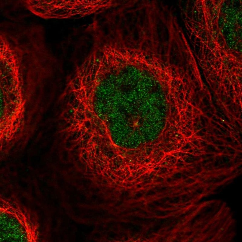 CCDC19 Antibody - BSA Free Immunocytochemistry/ Immunofluorescence: CCDC19 Antibody - BSA Free [NBP1-91757]